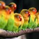 Panduan Lengkap tentang Lovebird dan Cara Perawatannya